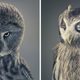 Illustration for article titled Tim Flachs intimate animal portraits reveal natures human side